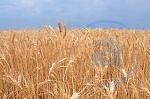 media:46298.2009