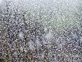 meteo:52629.2010