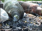 media:57664.2010