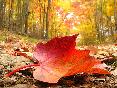 meteo:63961.2010