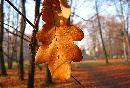 meteo:64177.2010